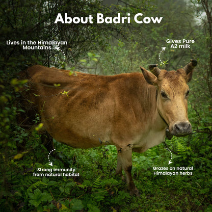 A2 Badri Cow Ghee, 5L