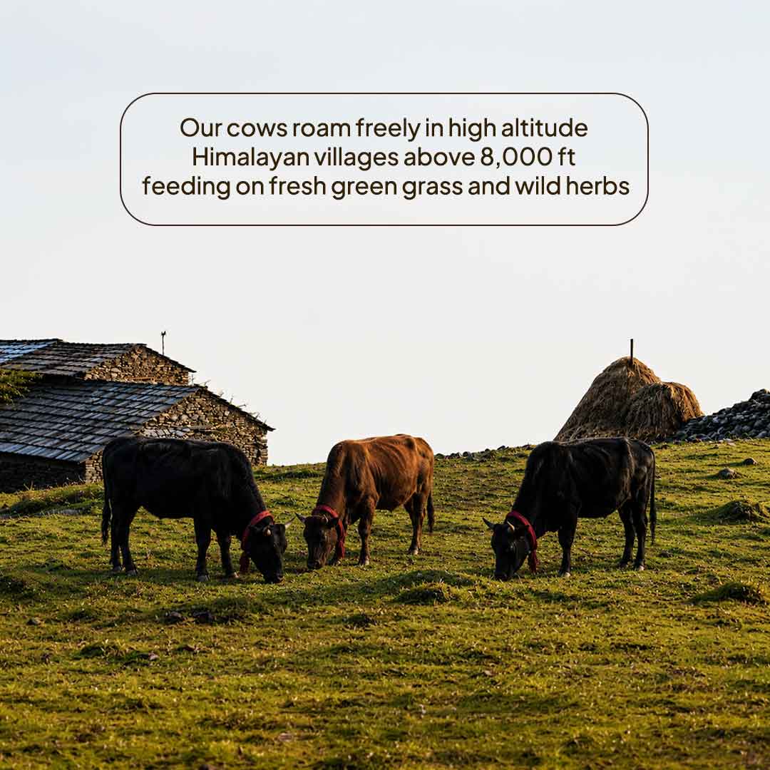Himalayan Village A2 Ghee, 500ml