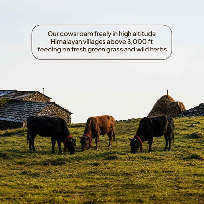 Himalayan Village A2 Ghee, 500ml