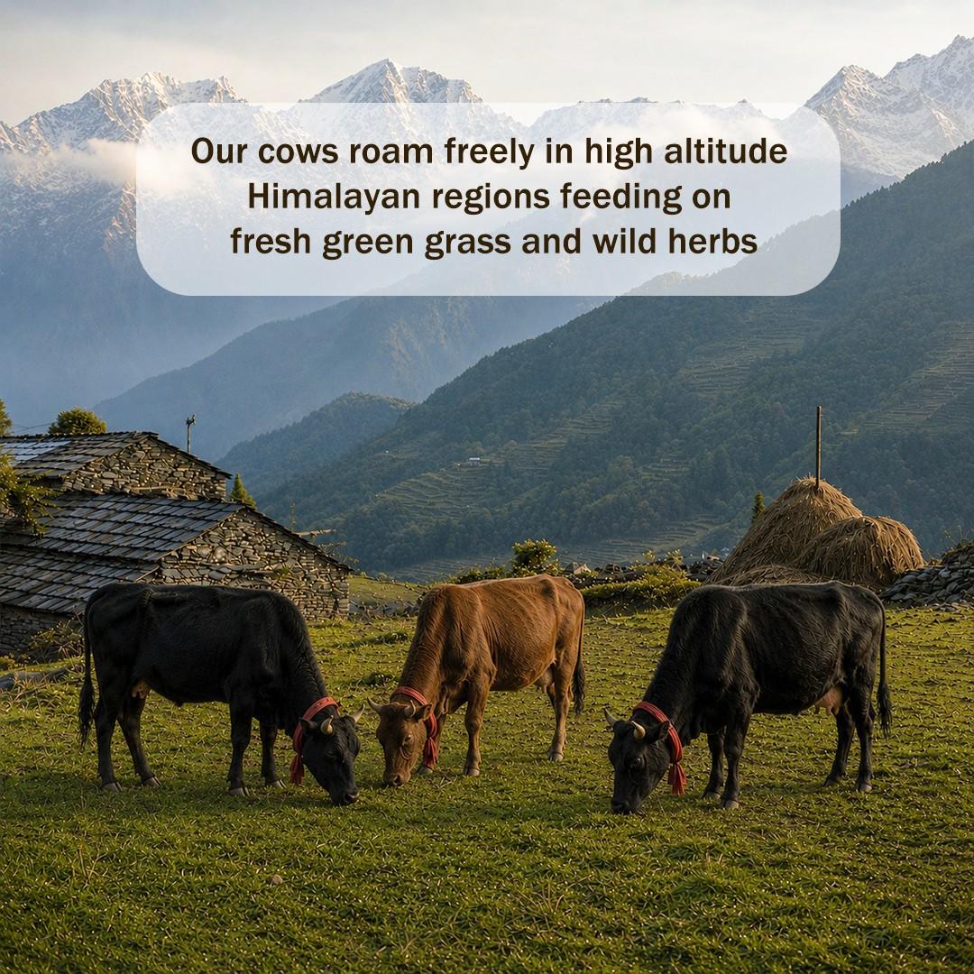 Himalayan village ghee
